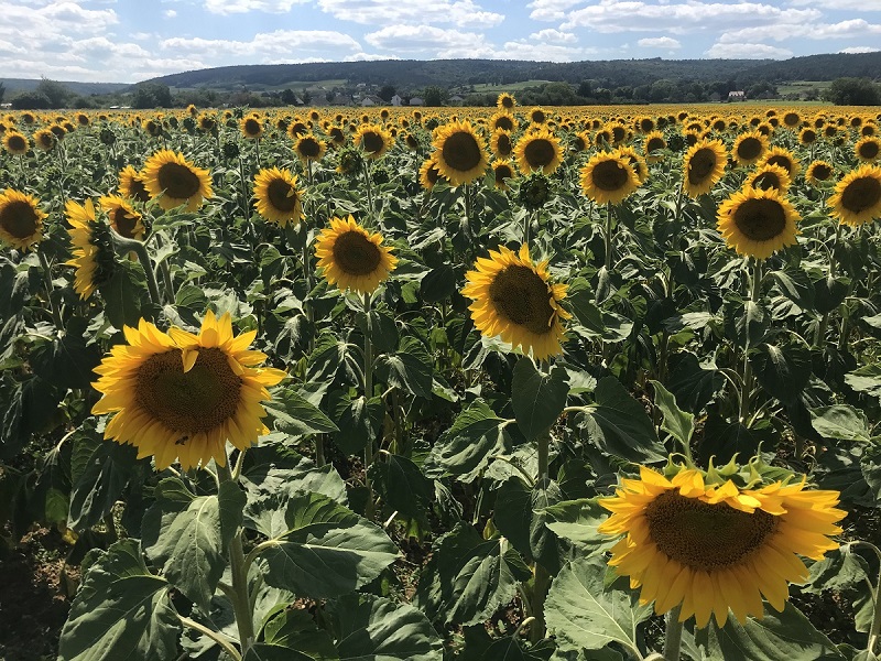 Bourgogne